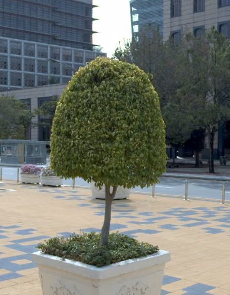 tree photo