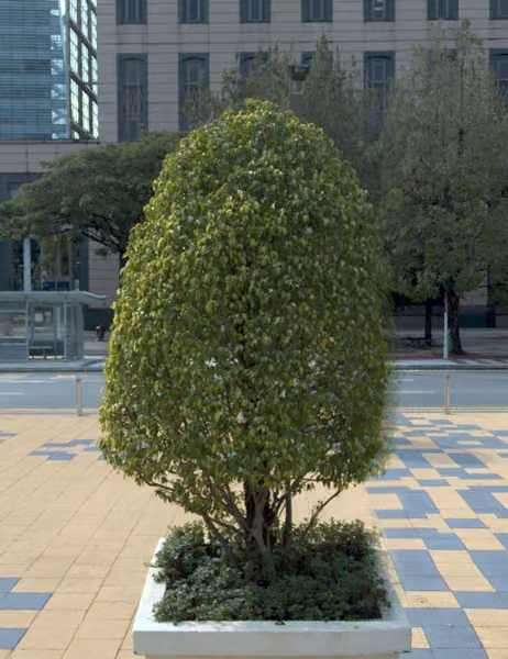 tree photo