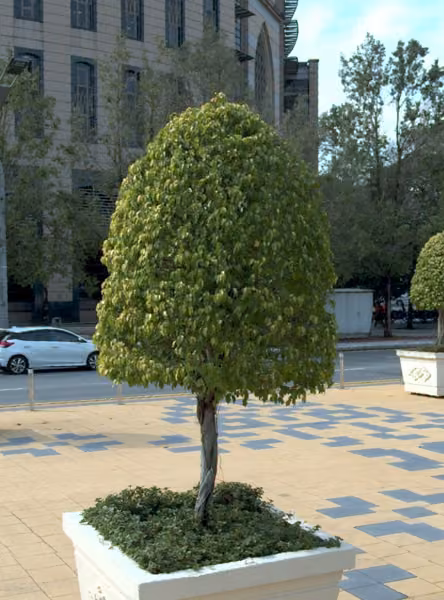 tree photo