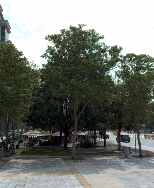 tree photo