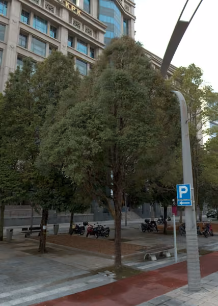 tree photo
