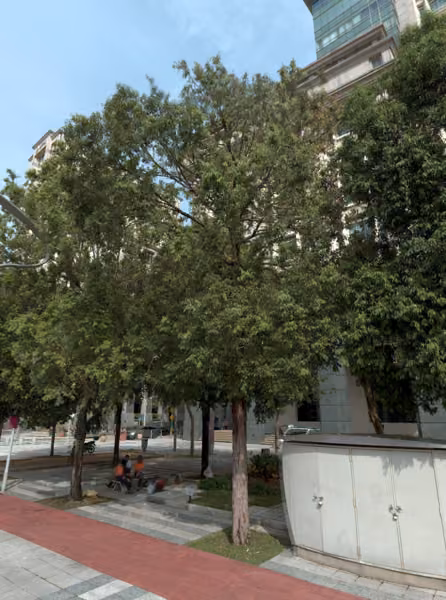 tree photo