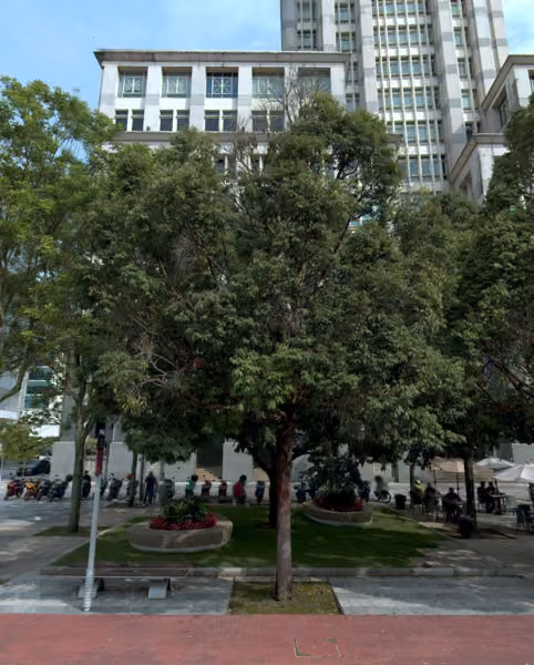 tree photo