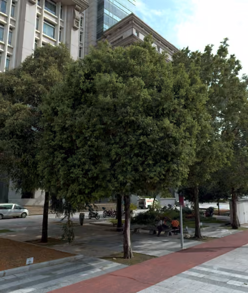 tree photo