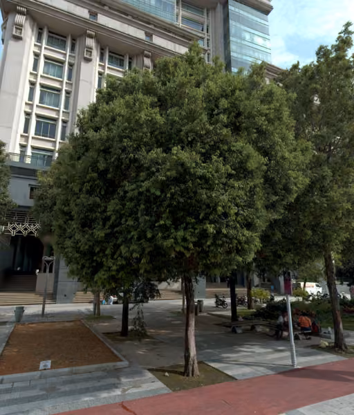 tree photo