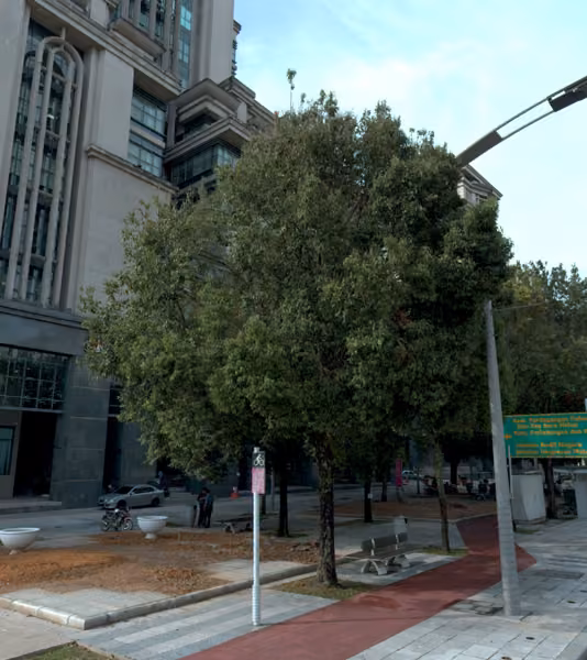 tree photo