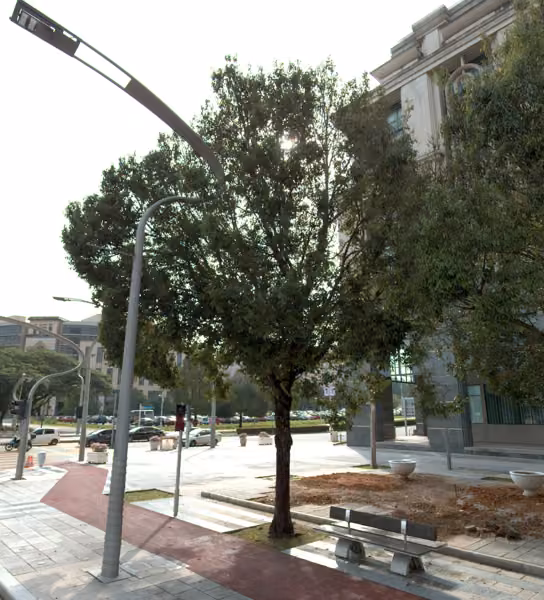 tree photo