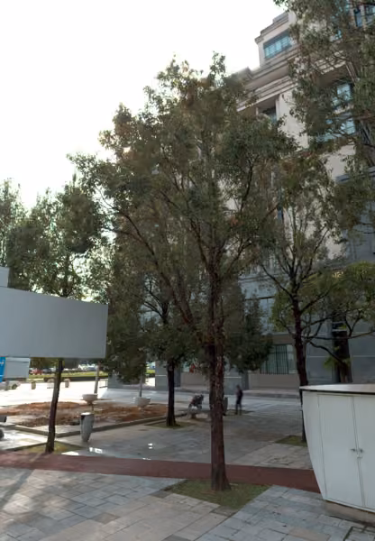 tree photo
