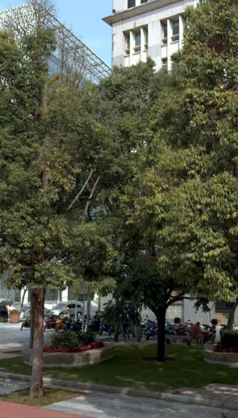tree photo