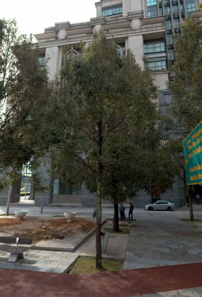 tree photo