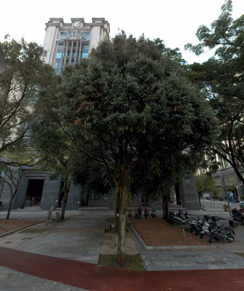 tree photo