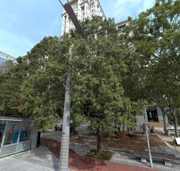 tree photo