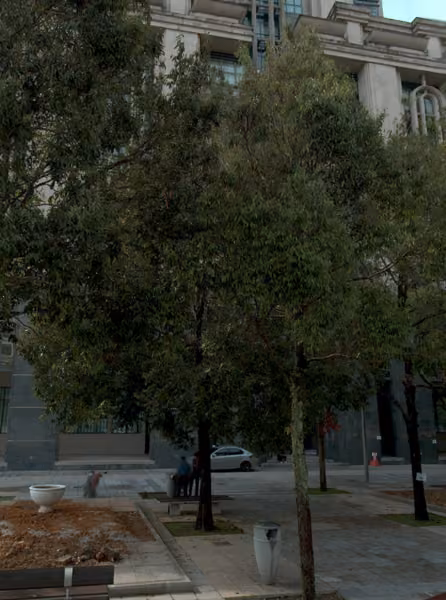 tree photo