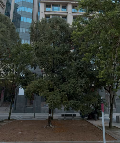 tree photo