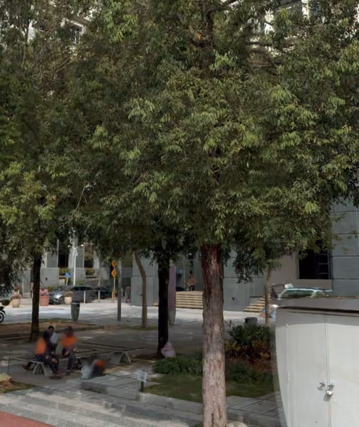 tree photo