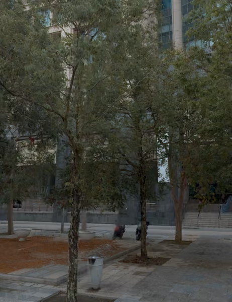 tree photo