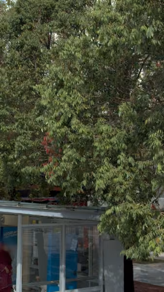 tree photo
