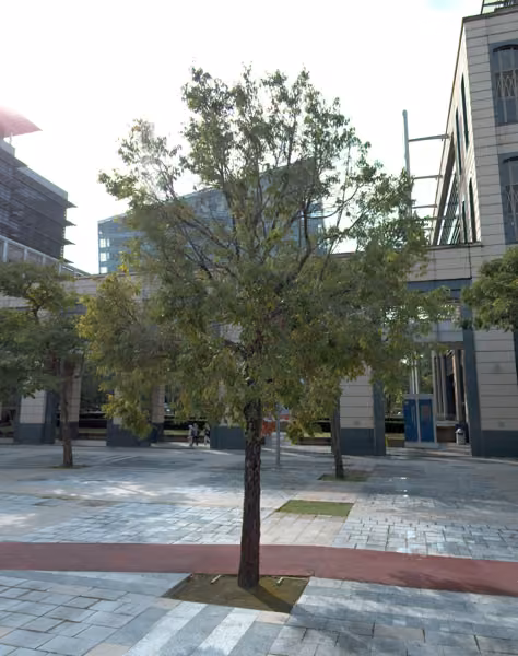 tree photo