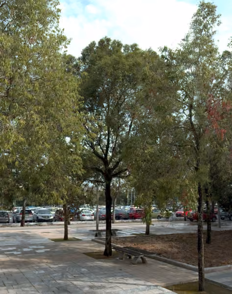 tree photo
