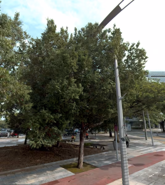 tree photo