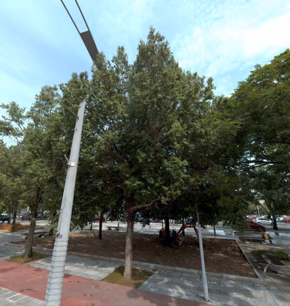 tree photo