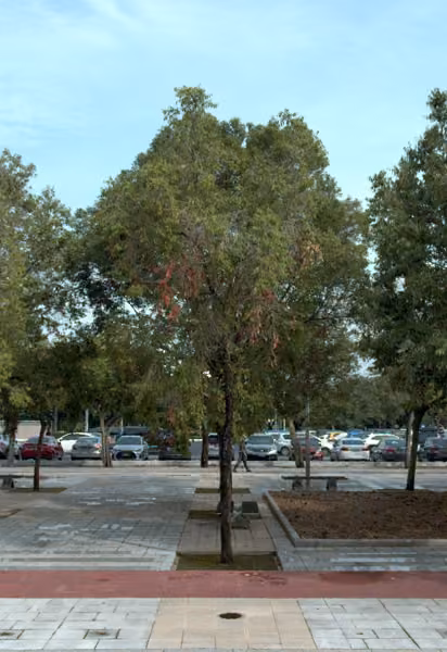 tree photo