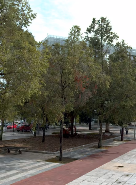 tree photo