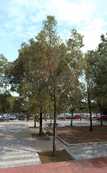 tree photo