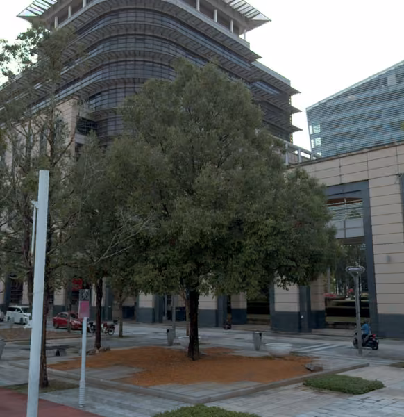 tree photo