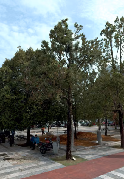 tree photo