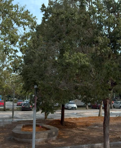 tree photo