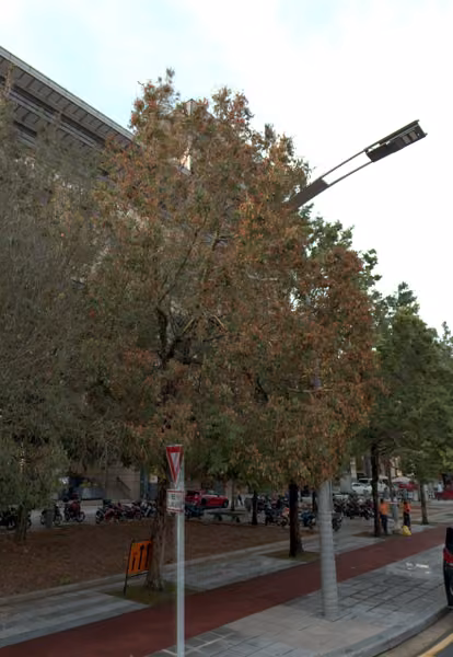 tree photo