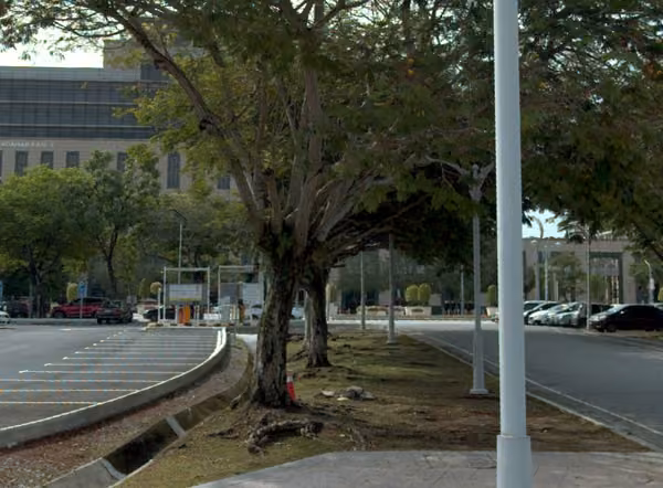 tree photo
