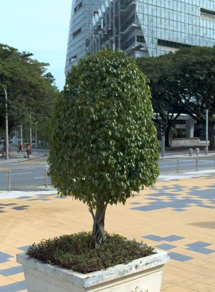 tree photo