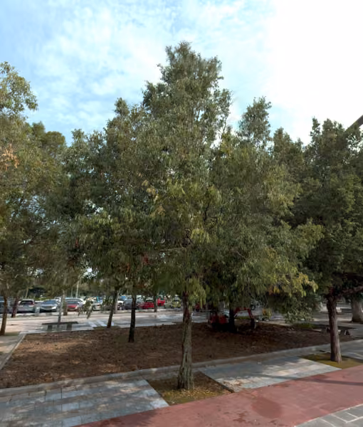tree photo