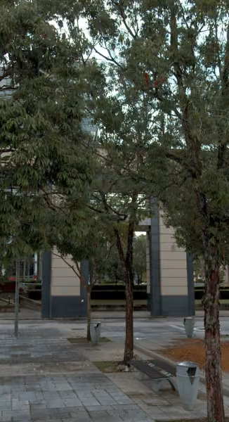 tree photo