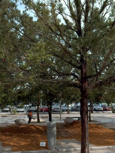 tree photo