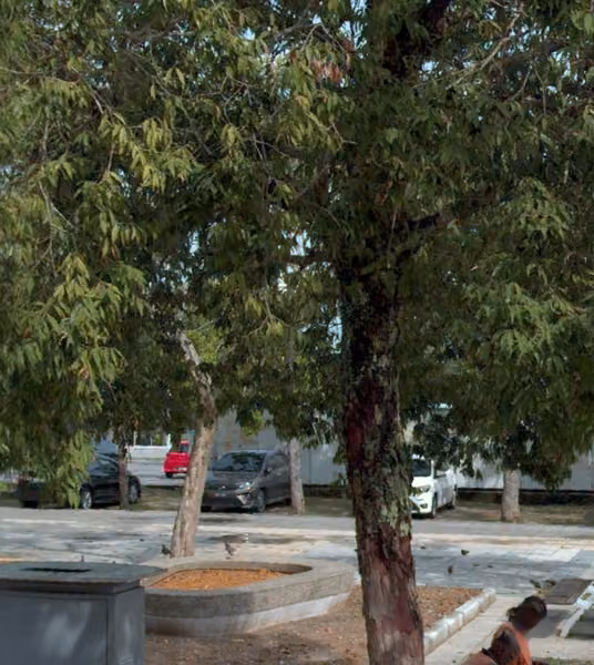 tree photo