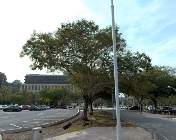 tree photo