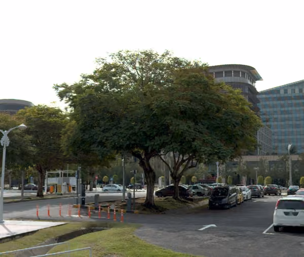 tree photo
