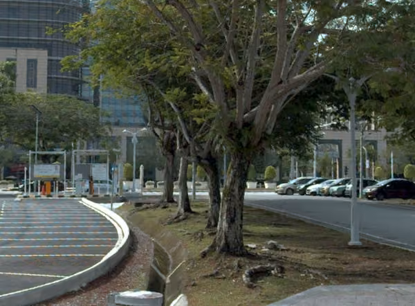 tree photo