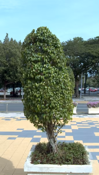tree photo