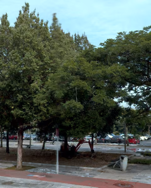 tree photo