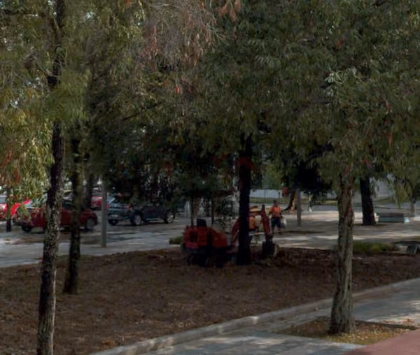 tree photo