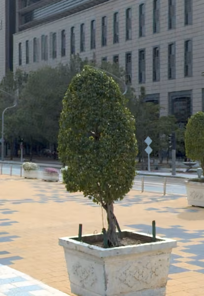 tree photo