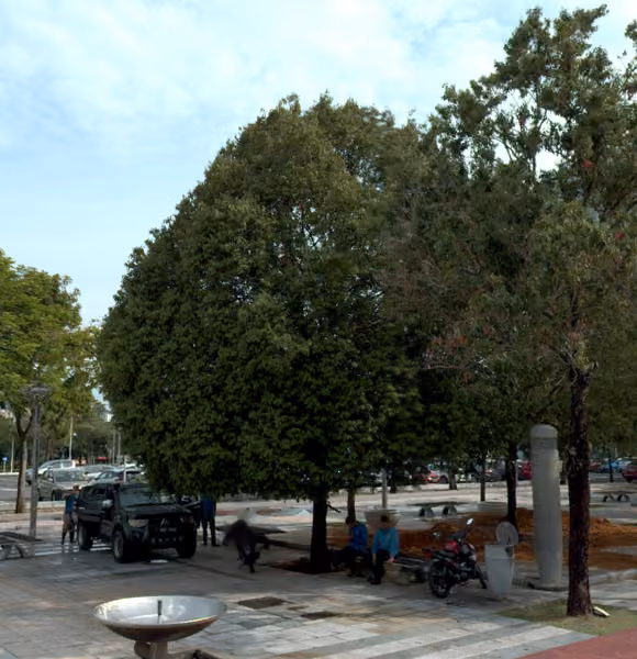 tree photo