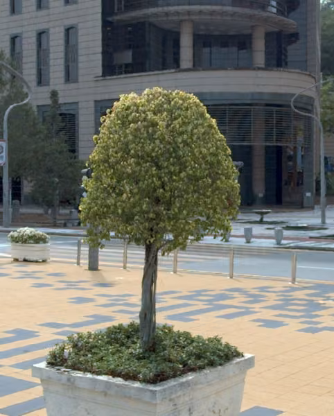 tree photo