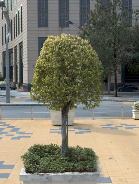 tree photo