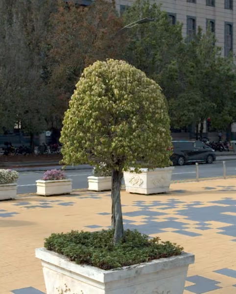 tree photo