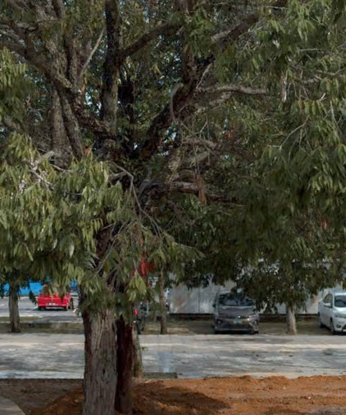 tree photo
